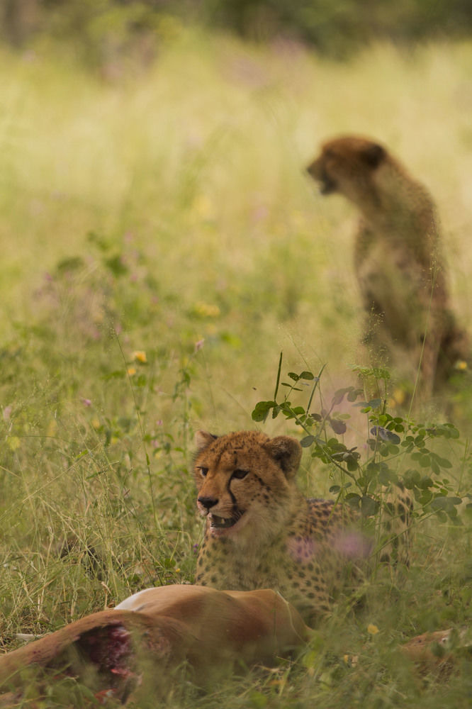 Nambwa Tented Lodge Kongola 外观 照片